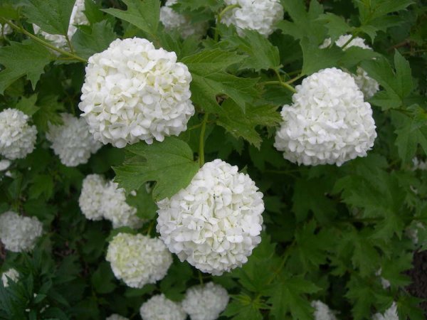 Калина декоративная бульденеж