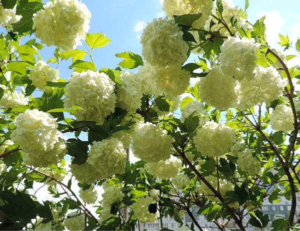 Калина бульденеж Розеум