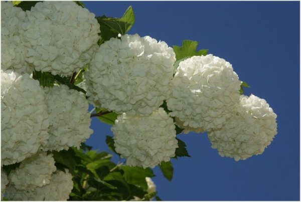 Бульданеш кустарник