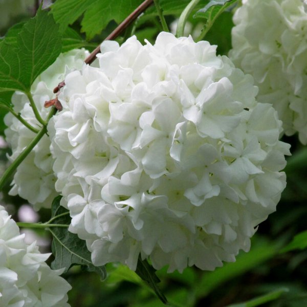 Калина Цветущая бульденеж