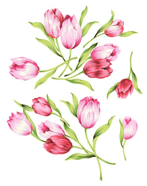 Векторные тюльпаны