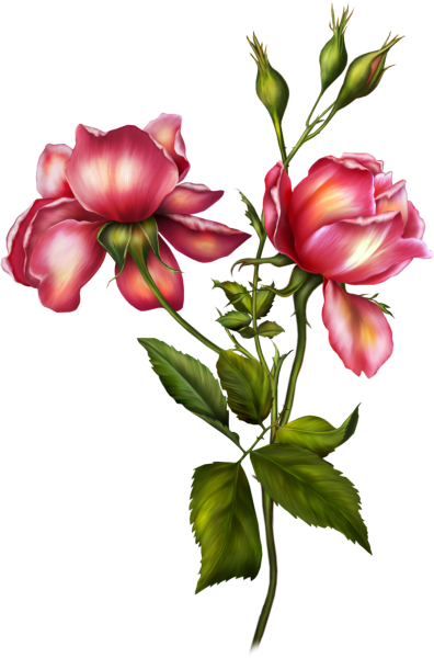 Бутоны цветов на прозрачном фоне