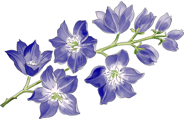 Колокольчик цветок на прозрачном фоне