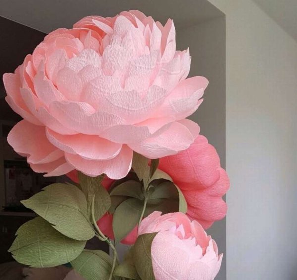 Пионы из гофробумаги