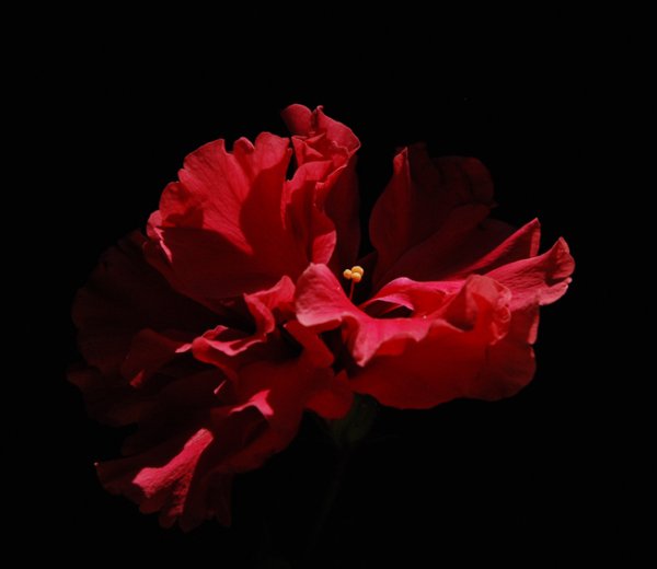 Красные цветы фламенко