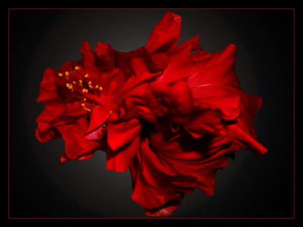 Букет цветов "фламенко"