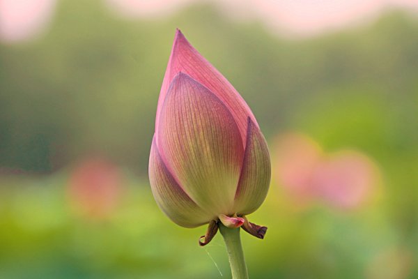 Распускающийся цветок