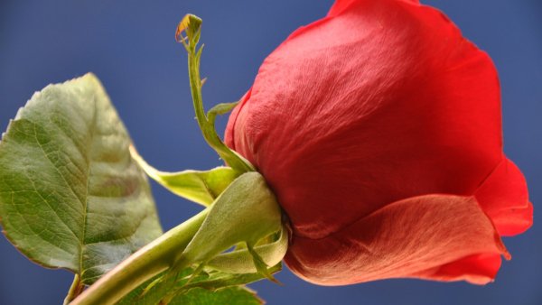 Чашелистик розы