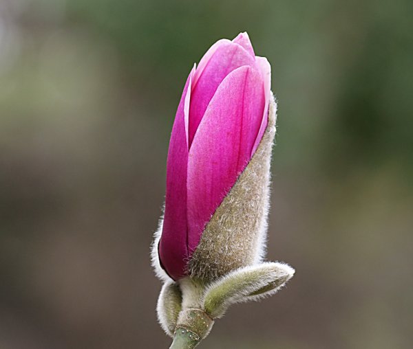 Распускающийся цветок