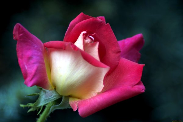 Чашелистик розы