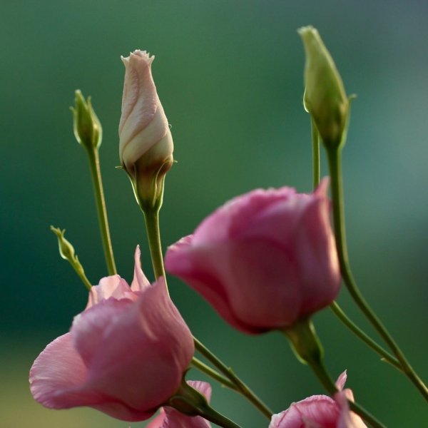 Бутон эустомы