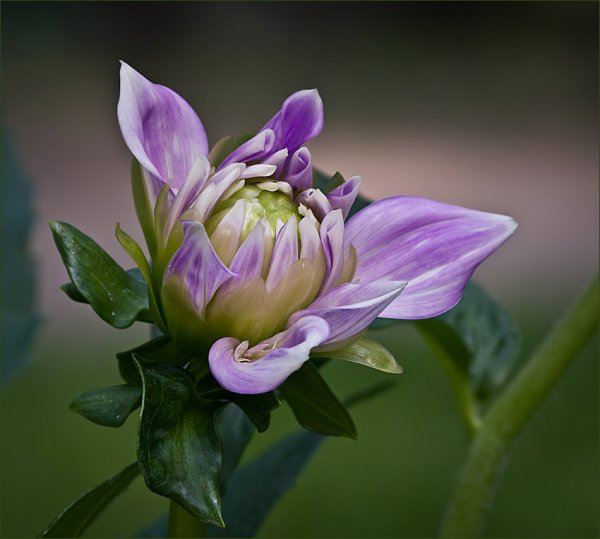 Раскрывающийся бутон