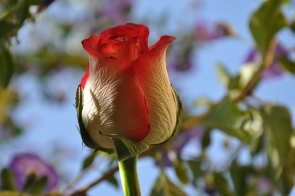 Розы крупные бутоны