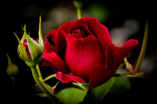 Самый красивый бутон розы