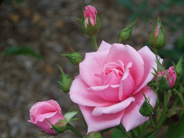 Роза Эминенс чайно-гибридная