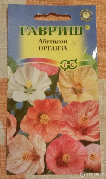 Семена абутилон Гавриш
