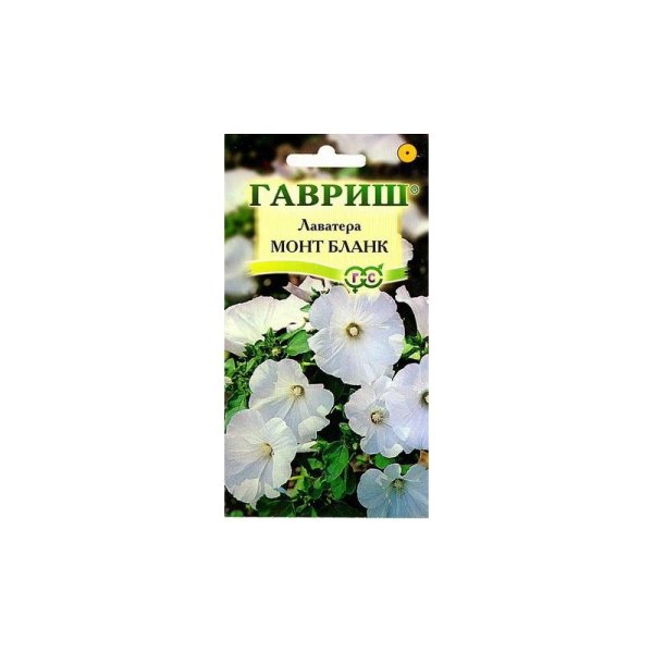 Гавриш лаватера