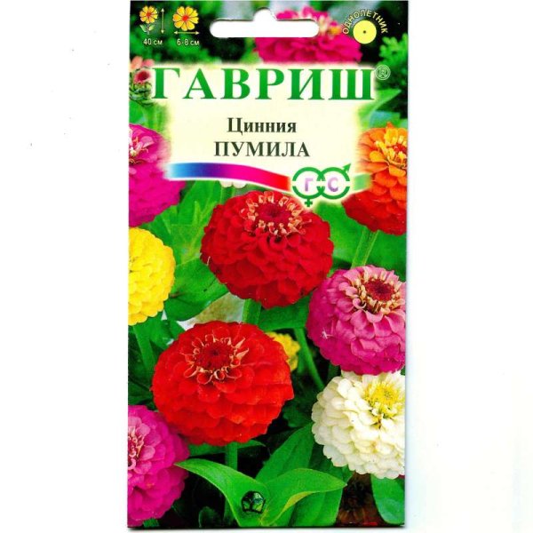 Гавриш Цинния Пумила