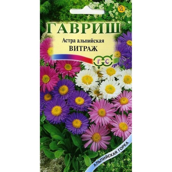 Астра Альпийская Гавриш