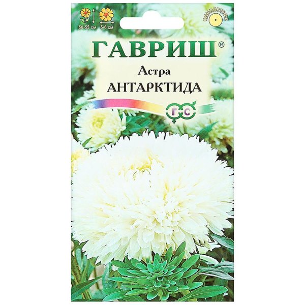 Гавриш Астра пионовидная