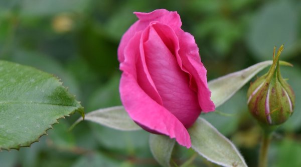 Бутон розы листья розы