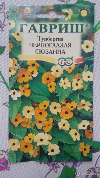 Тунбергия Сюзанна Черноглазая Крылатая (Гавриш)