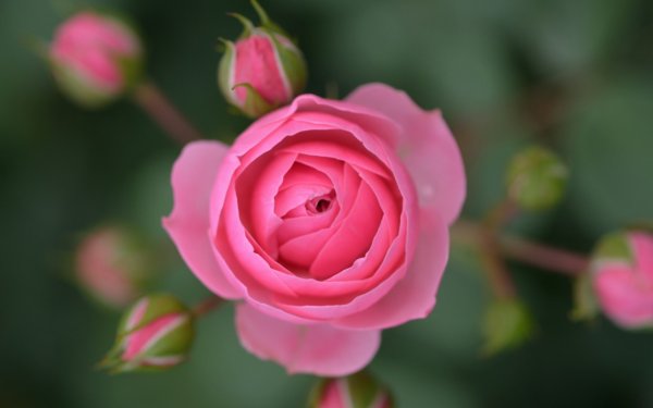 Роза полубутон