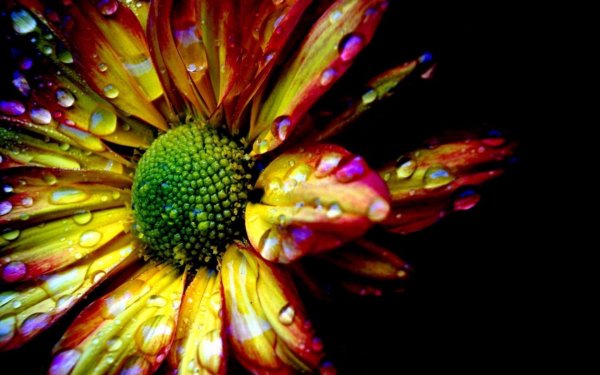 Яркие цветы Графика