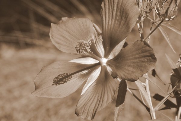 Картинки сепия