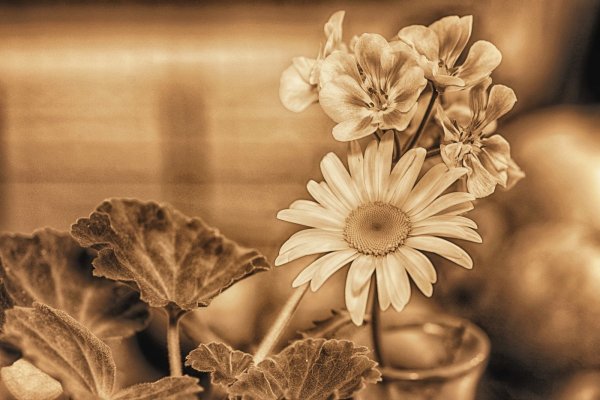 Сепия в фотографии