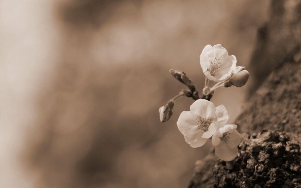 Цветы сепия