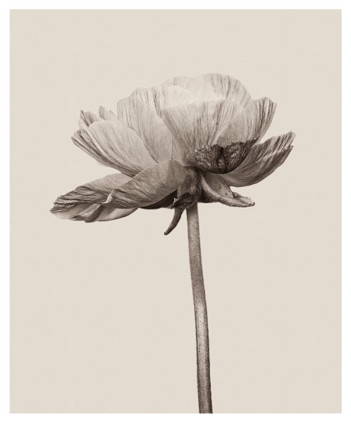 Графика цветы сепия