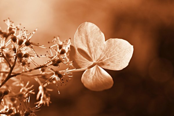 Картинки сепия красивые