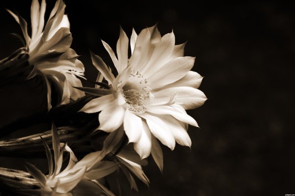 Цветы сепия