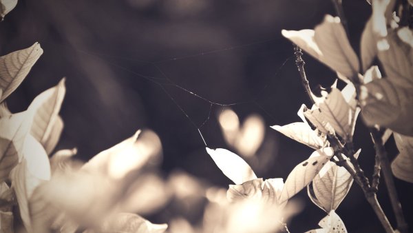 Листья в бежевых тонах