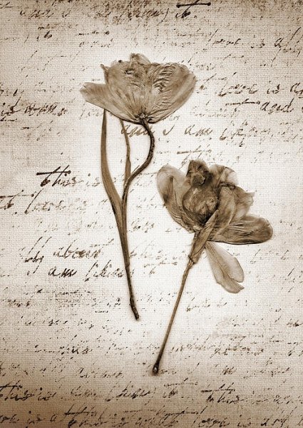 Живопись цветы в сепии