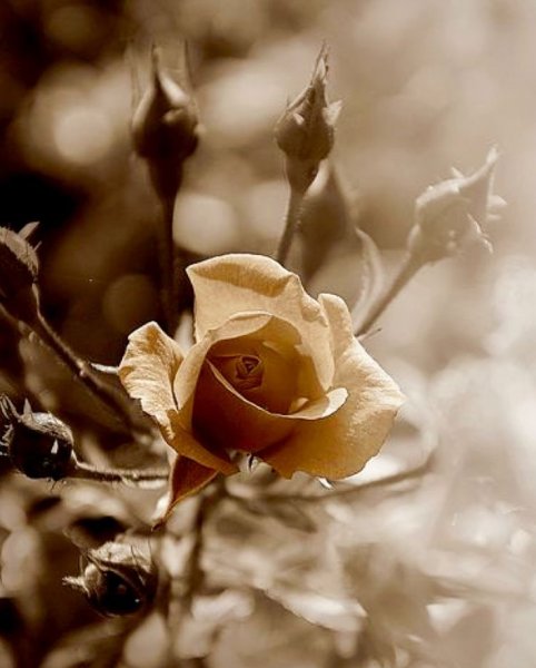 Сепия роза