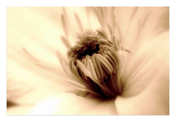 Белые цветы сепия