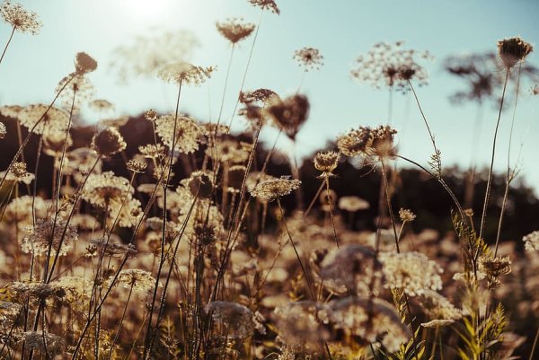 Природа сепия цветы