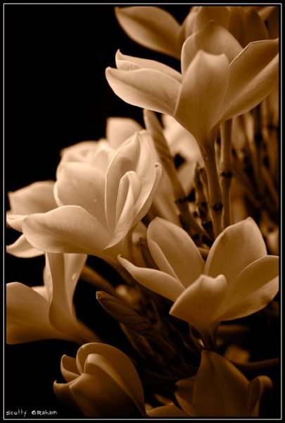 Сепия цветы разные