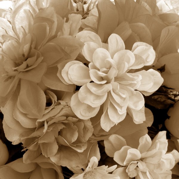 Бежевые цветы вблизи