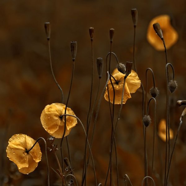 Цветы сепия