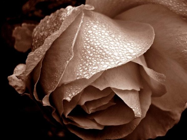 Розы цвет сепия