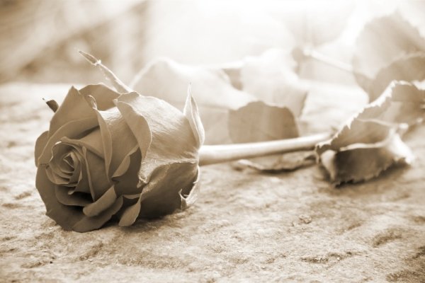 Старик и цветок сепия