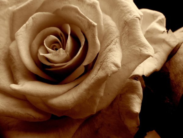 Розы светло коричневые