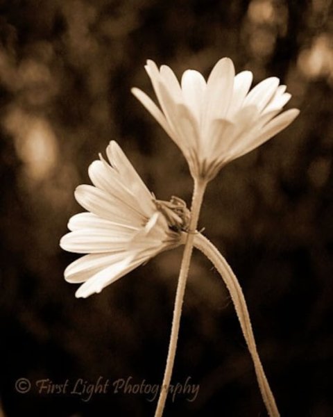 Цветы сепия фото