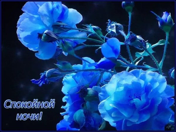 Доброй ночи цветы