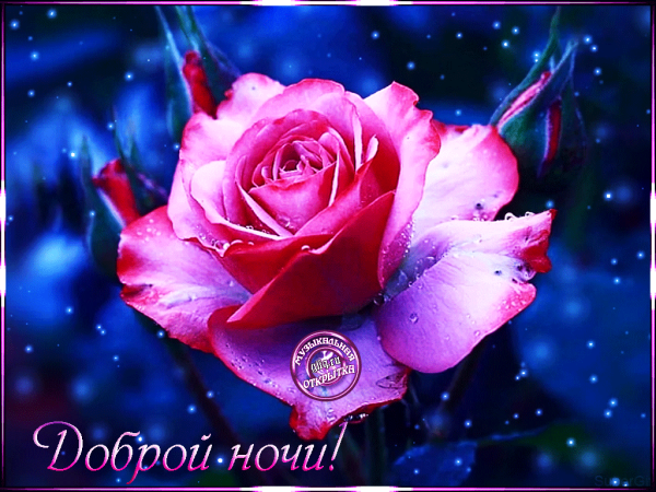 Открытки спокойной ночи с цветами