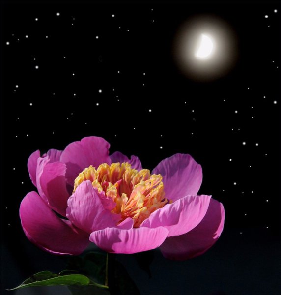 Сладких снов