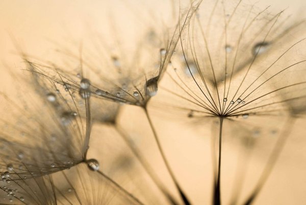 Одуванчик бежевый